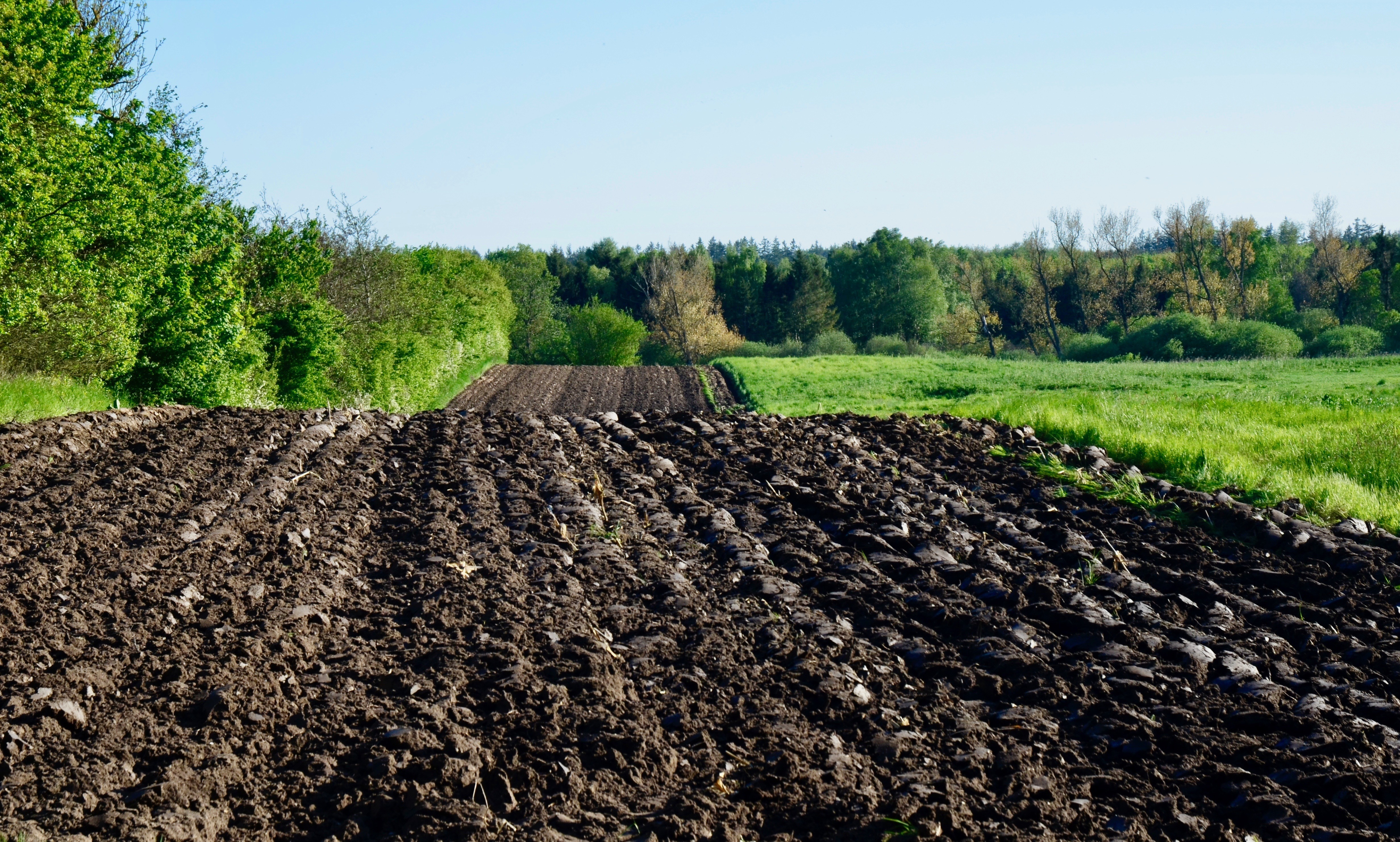 BENEFICIOS DE CARBÓN ACTIVADO VEGETAL EN AGRICULTURA